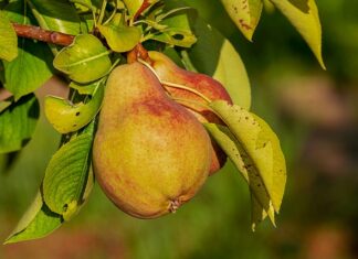 Jakie odżywki po trwałej ondulacji?