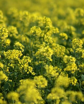 Do czego służy aktywator do paznokci?