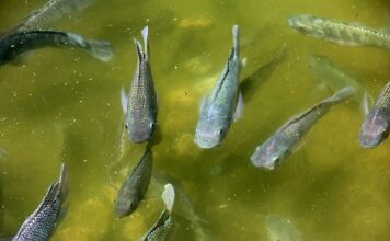 Jak często można używać Pielęgnicę do włosów?