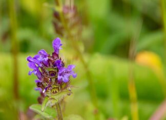 Ile kosztuje zrobienie afro loków?