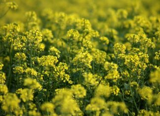 Czym się różni aktywator skrętu od Stylizatora?