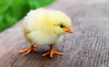 Czy można jeść kurczaka na keto?