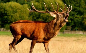 Czy w czasie rykowiska można polować?